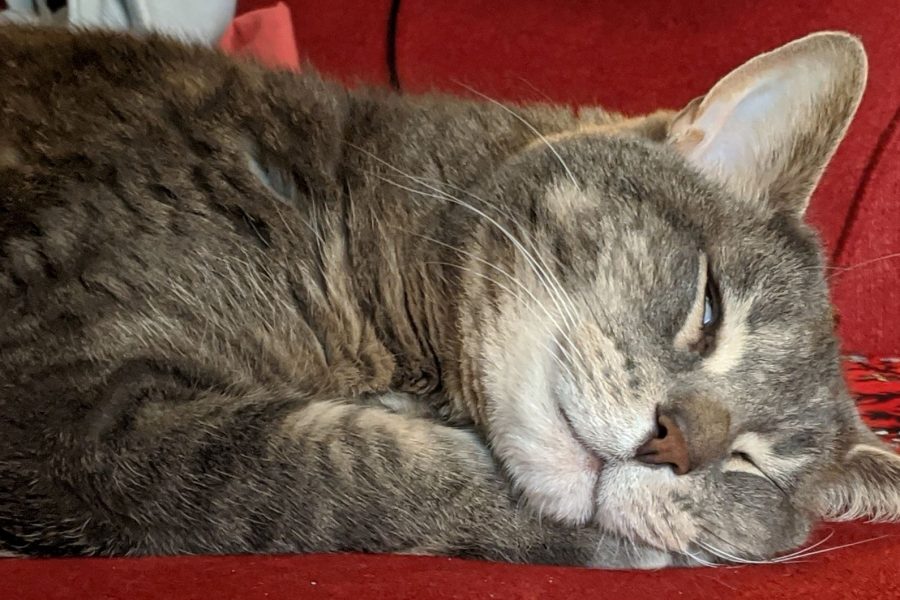 Murdock - the rescue cat - taking a nap